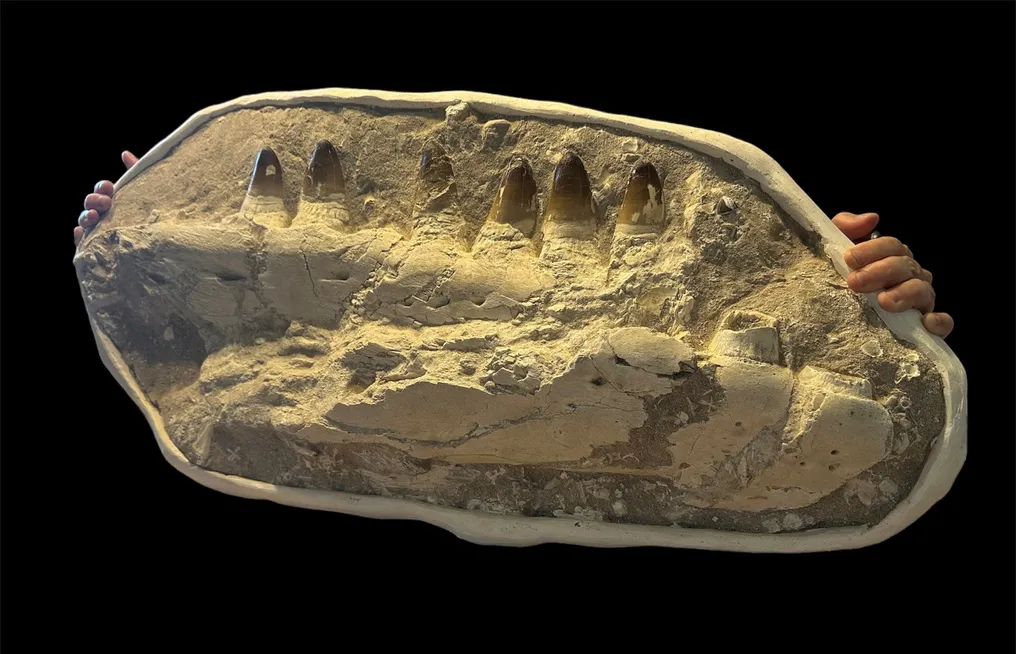 Mosasaur - Fossilised jaw - Prognathodon Currii - 90 cm - 40 cm #3.2