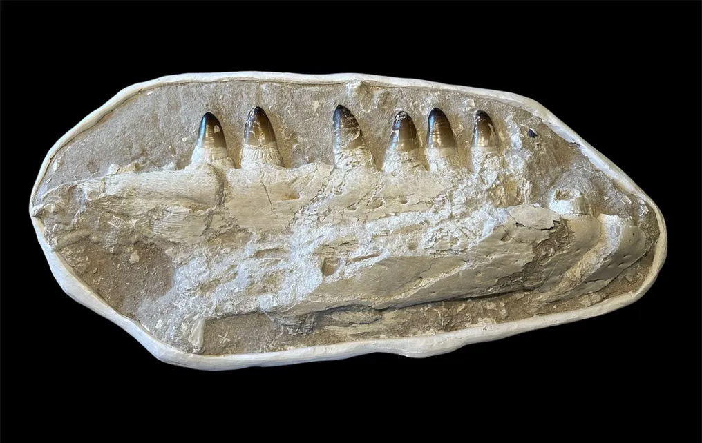 Mosasaur - Fossilised jaw - Prognathodon Currii - 90 cm - 40 cm #2.2