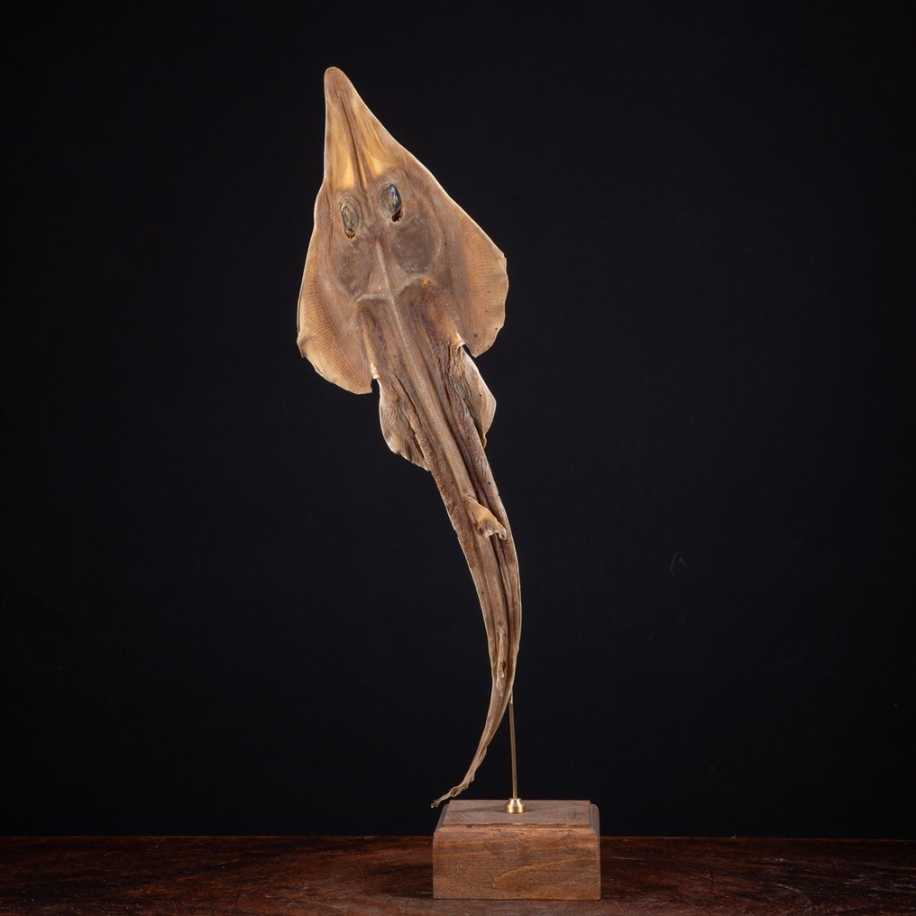 Shovelnose Guitarfish räätälöity jalustalla - Pesce Chitarra - Täytetyn eläimen koko kehon jalusta - Rhinobatus Productus (with proof of origin) - 638 mm - 125 mm - 125 mm - CITES Appendix II - EU:n Annex B #1.0