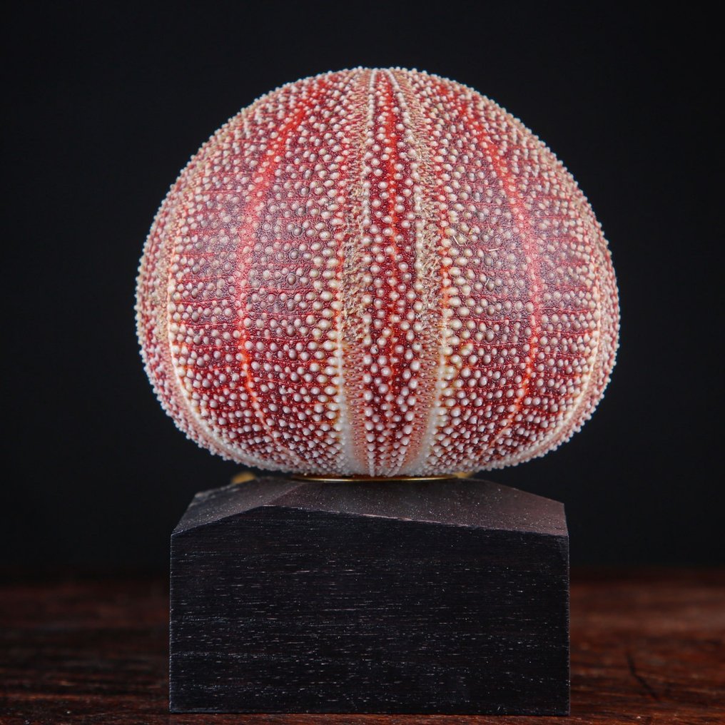 Lamp - Purple Sea Urchin - Table Lamp - Echinus Esculentus #2.1