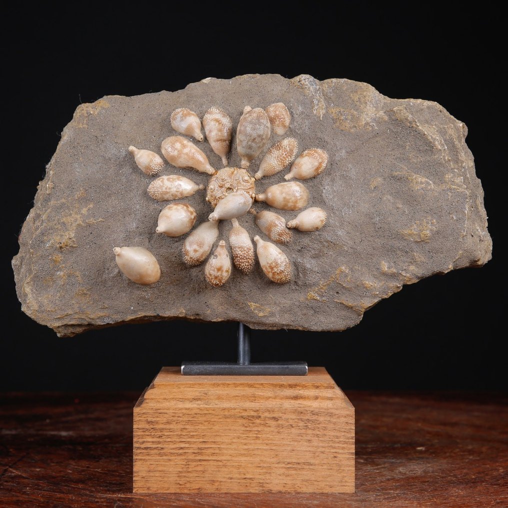 Echinoide fossil - Fossilt skelett - Pseudocidaris Mammosa - 189 mm - 237 mm #1.0