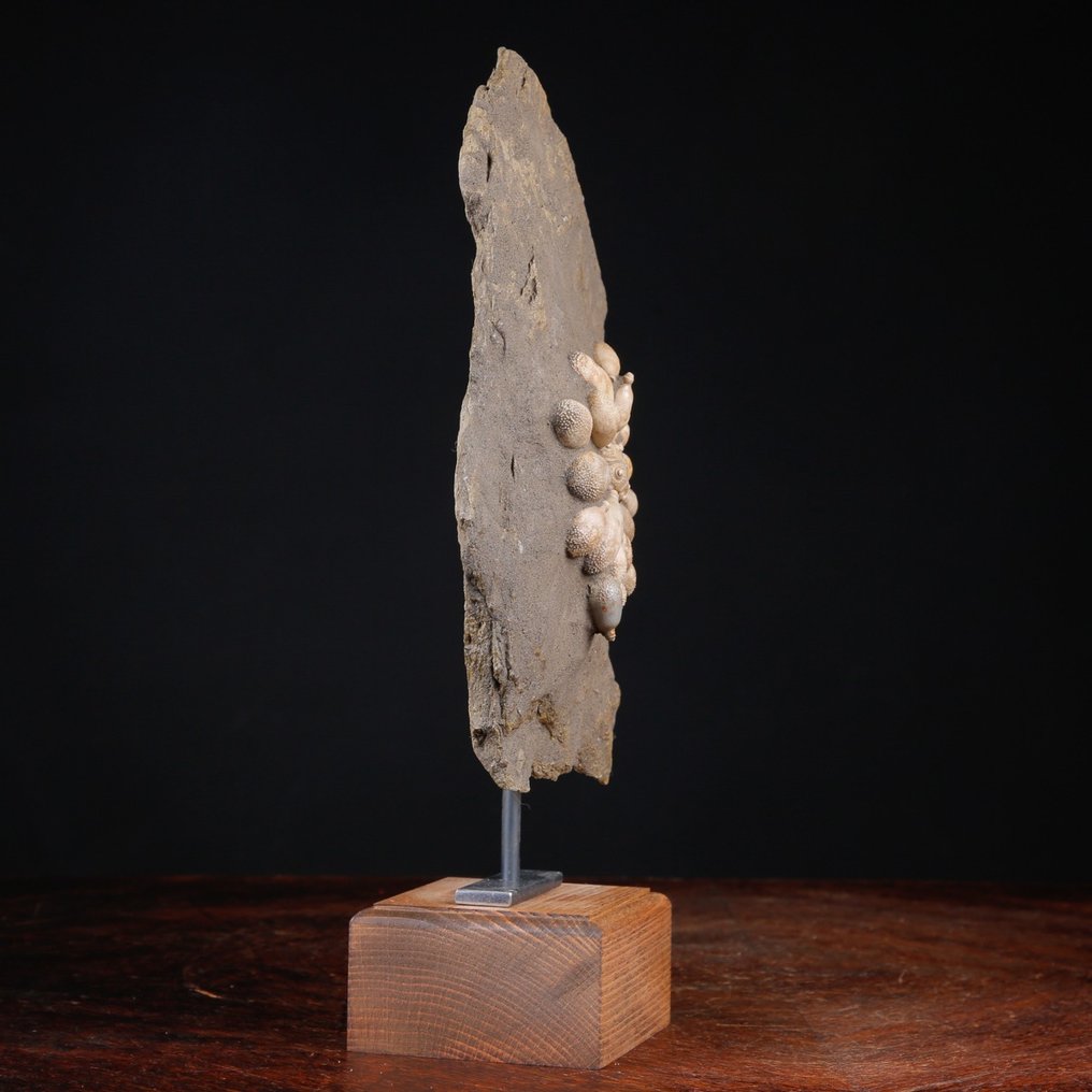 Echinoide Fossile - Natural Fossil Slab - Fossilt skelett - Pseudocidaris Mammosa - 485 Mln. of Years - 337 mm - 172 mm #4.3