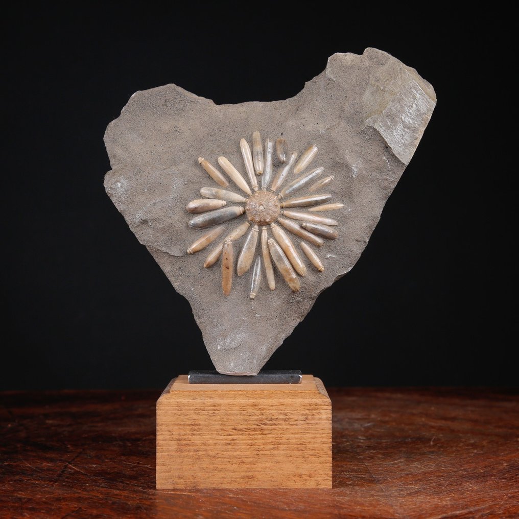 Fossila echinoider på matrix - Fossilt skelett - Asterocidaris Bistriata - Base Artigianale in Legno e Ferro Battuto - 231 mm - 187 mm #2.1