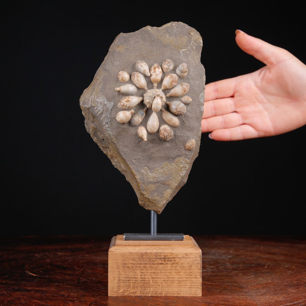 Echinoide απολιθωμένο - Απολιθωμένο κέλυφος - Pseudocidaris Mammosa - 271 mm - 128 mm #1.0