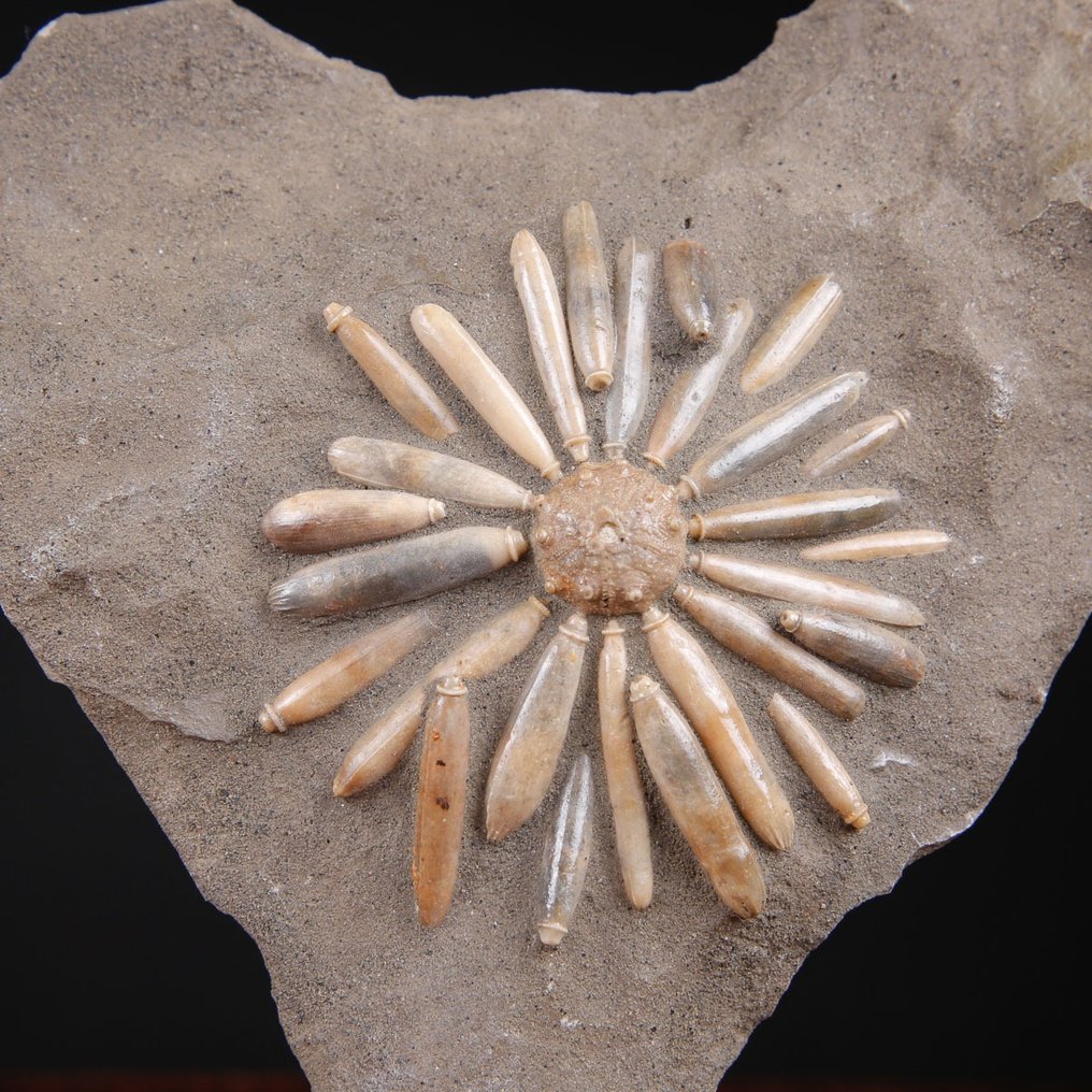 Fossila echinoider på matrix - Fossilt skelett - Asterocidaris Bistriata - Base Artigianale in Legno e Ferro Battuto - 231 mm - 187 mm #1.0