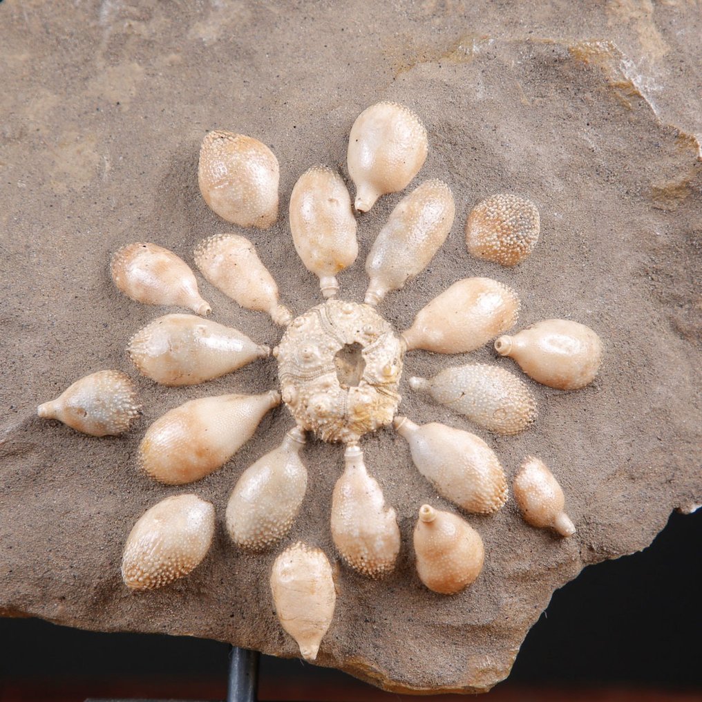 Echinoide απολιθωμένο - Απολιθωμένος σκελετός - Pseudocidaris Mammosa - 198 mm - 284 mm #1.0