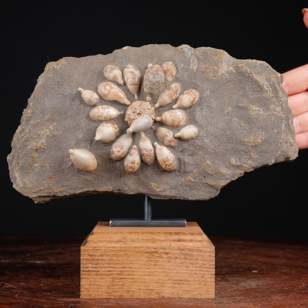 Echinoide fossil - Fossilt skelett - Pseudocidaris Mammosa - 189 mm - 237 mm #2.1
