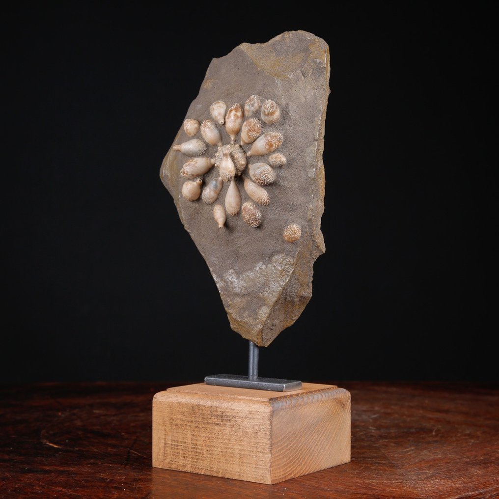 Echinoide απολιθωμένο - Απολιθωμένο κέλυφος - Pseudocidaris Mammosa - 271 mm - 128 mm #3.2