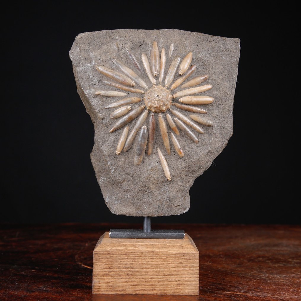 Φυσικό απολίθωμα Echinoide σε μήτρα - Asterocidaris Bistriata - Βάση χειροποίητη από ξύλο και - Ύψος: 206 mm - Πλάτος: 141 mm- 1048 g #3.2