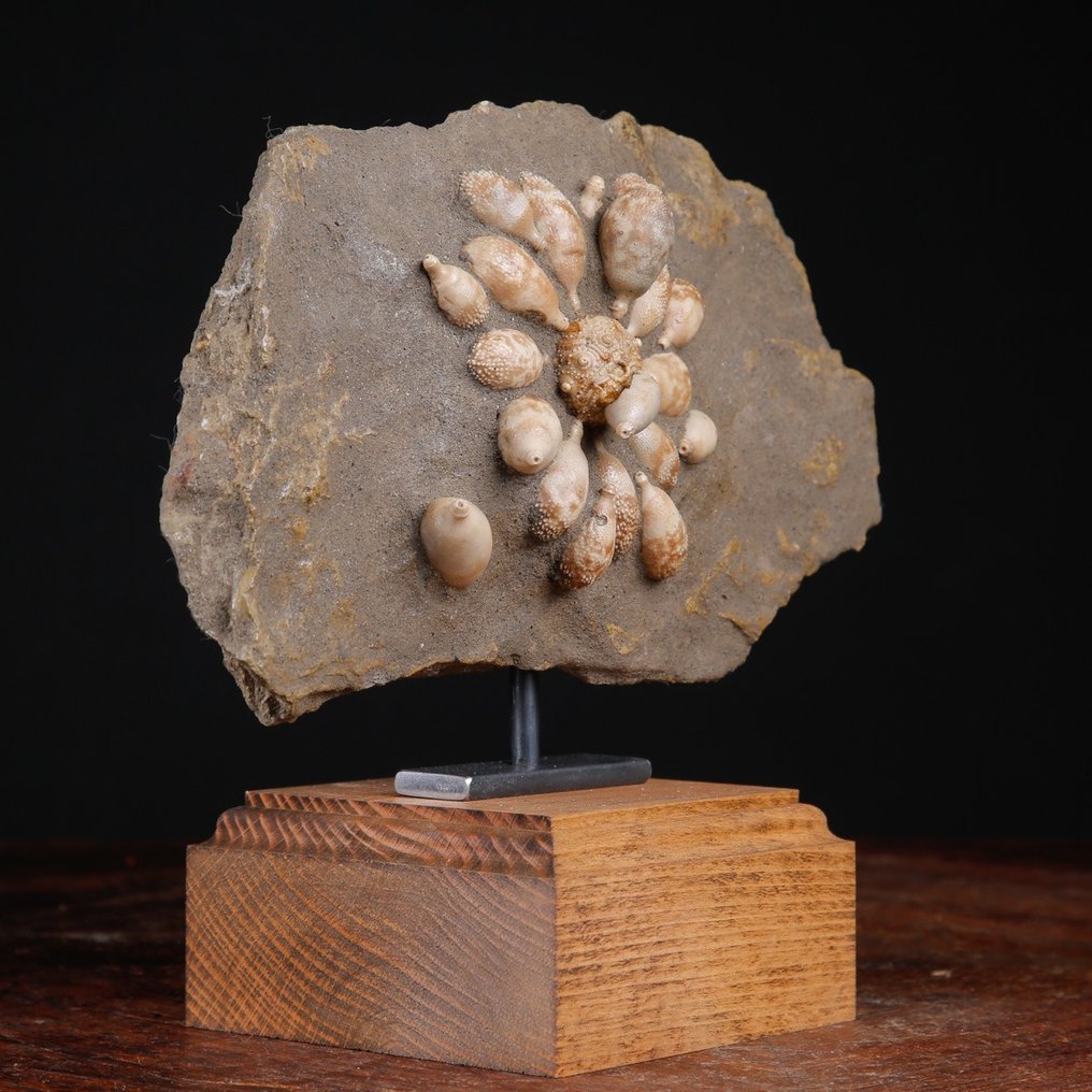 Echinoide fossil - Fossilt skelett - Pseudocidaris Mammosa - 189 mm - 237 mm #4.3