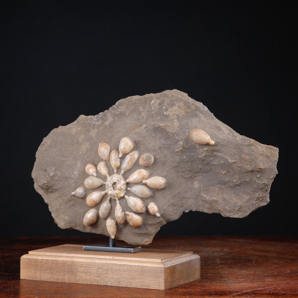 Echinoide απολιθωμένο - Απολιθωμένος σκελετός - Pseudocidaris Mammosa - 198 mm - 284 mm #4.3