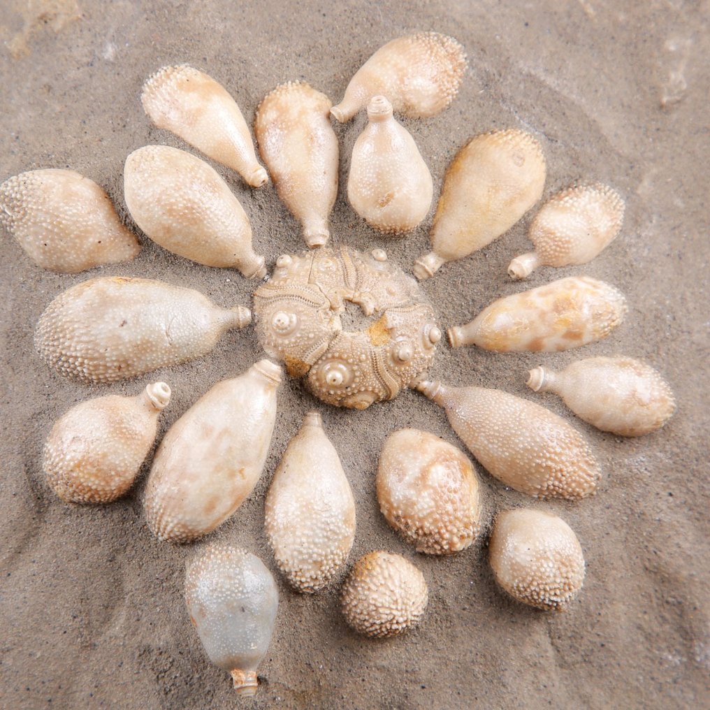 Echinoide Fossile - Natural Fossil Slab - Fossilt skelett - Pseudocidaris Mammosa - 485 Mln. of Years - 337 mm - 172 mm #2.1