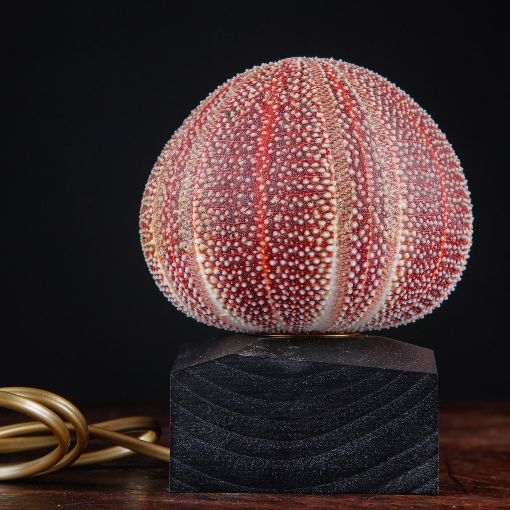 Lamp - Purple Sea Urchin - Table Lamp - Echinus Esculentus #3.2