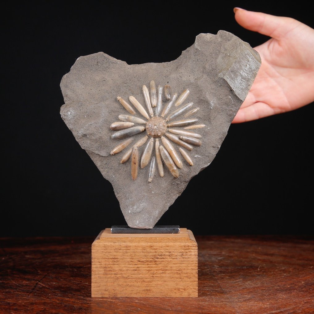Fossila echinoider på matrix - Fossilt skelett - Asterocidaris Bistriata - Base Artigianale in Legno e Ferro Battuto - 231 mm - 187 mm #1.0