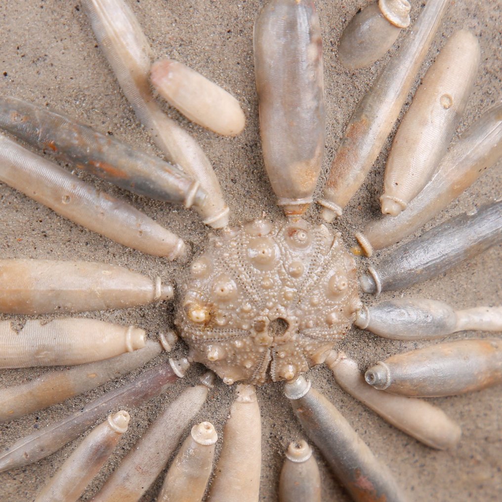 Echinoide fossil på matris - Asterocidaris Bistriata - handgjord bas i trä och smidesjärn - Fossilt skelett - 202 mm - 165 mm #4.3