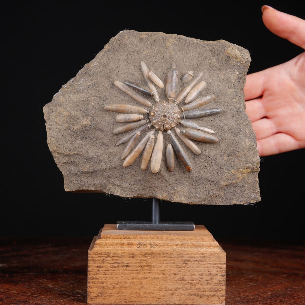 Echinoide fossil på matris - Asterocidaris Bistriata - handgjord bas i trä och smidesjärn - Fossilt skelett - 202 mm - 165 mm #1.0