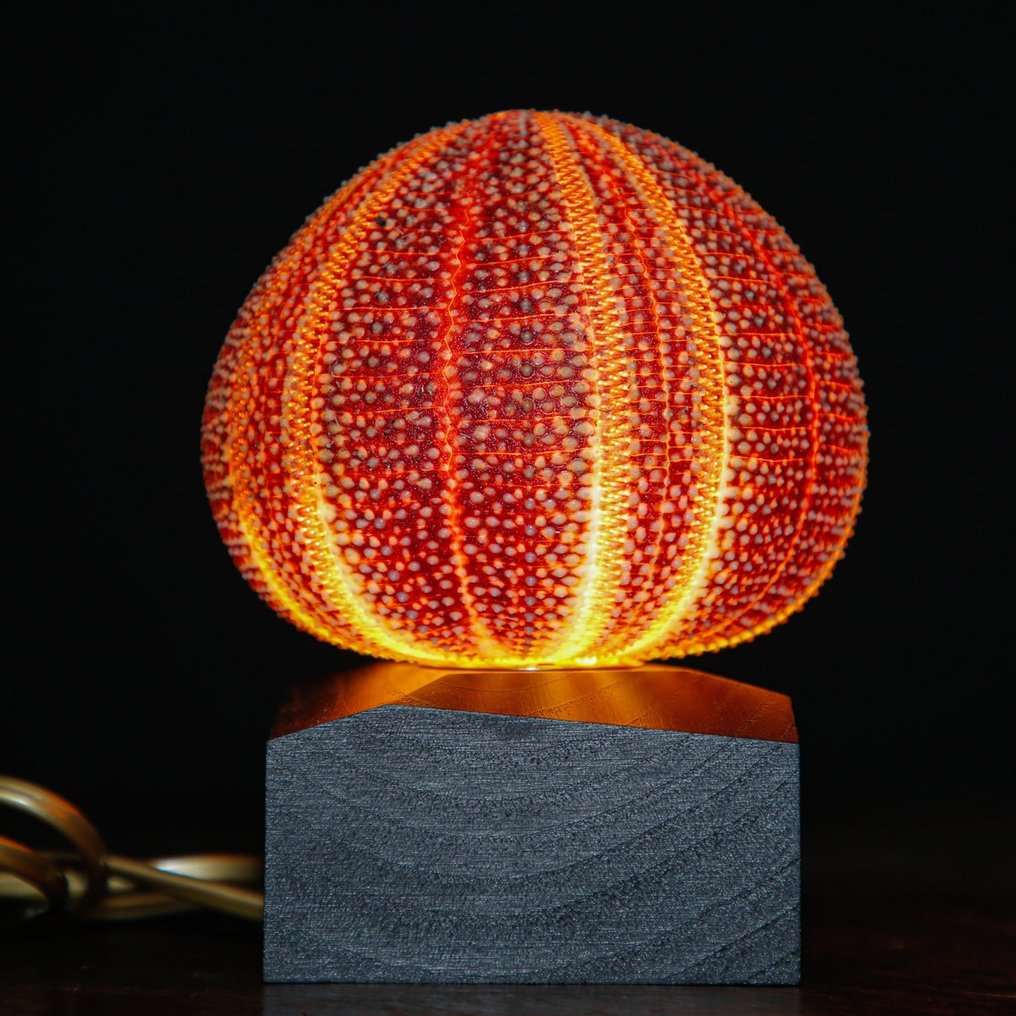 Lamp - Purple Sea Urchin - Table Lamp - Echinus Esculentus #1.0