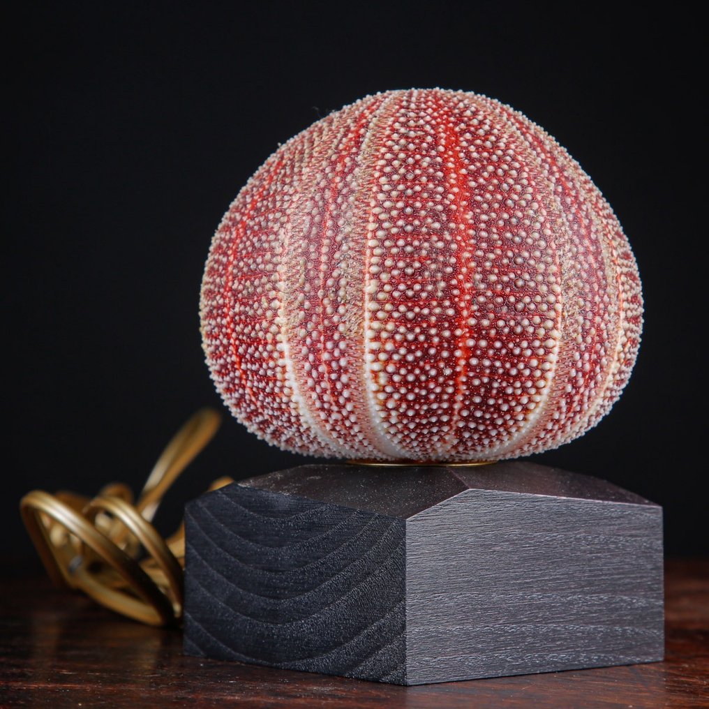 Lamp - Purple Sea Urchin - Table Lamp - Echinus Esculentus #4.3