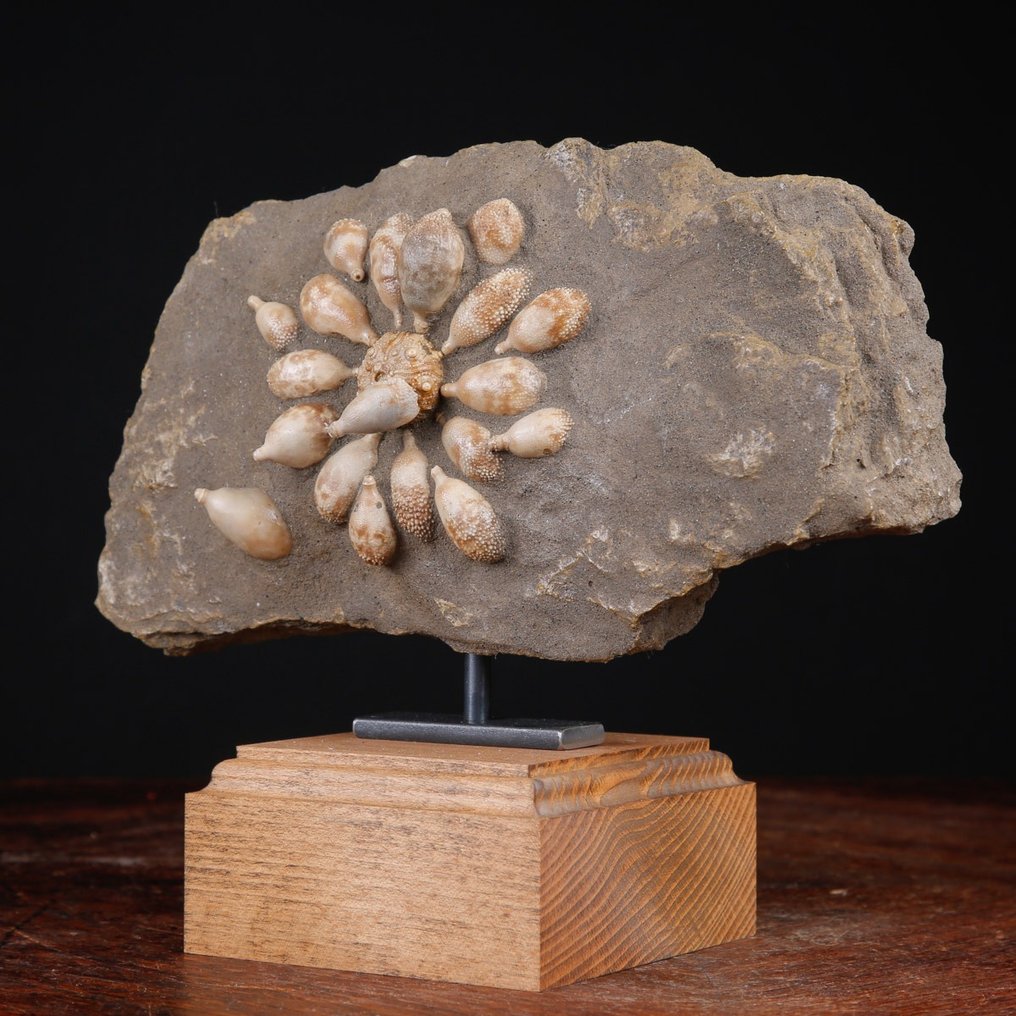 Echinoide fossil - Fossilt skelett - Pseudocidaris Mammosa - 189 mm - 237 mm #3.2