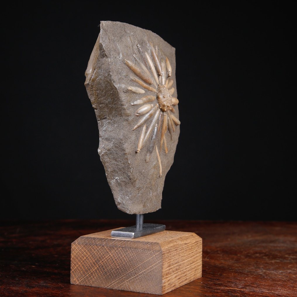 Φυσικό απολίθωμα Echinoide σε μήτρα - Asterocidaris Bistriata - Βάση χειροποίητη από ξύλο και - Ύψος: 206 mm - Πλάτος: 141 mm- 1048 g #4.3