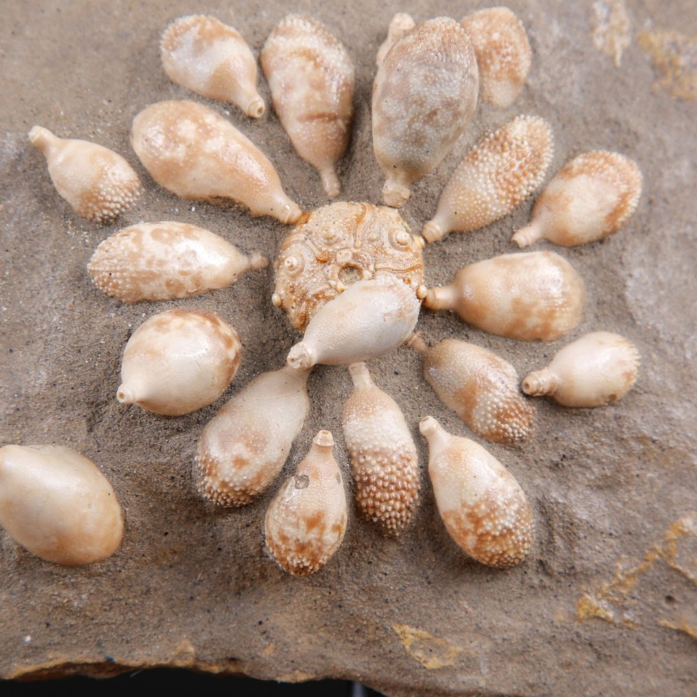 Echinoide fossil - Fossilt skelett - Pseudocidaris Mammosa - 189 mm - 237 mm #1.0