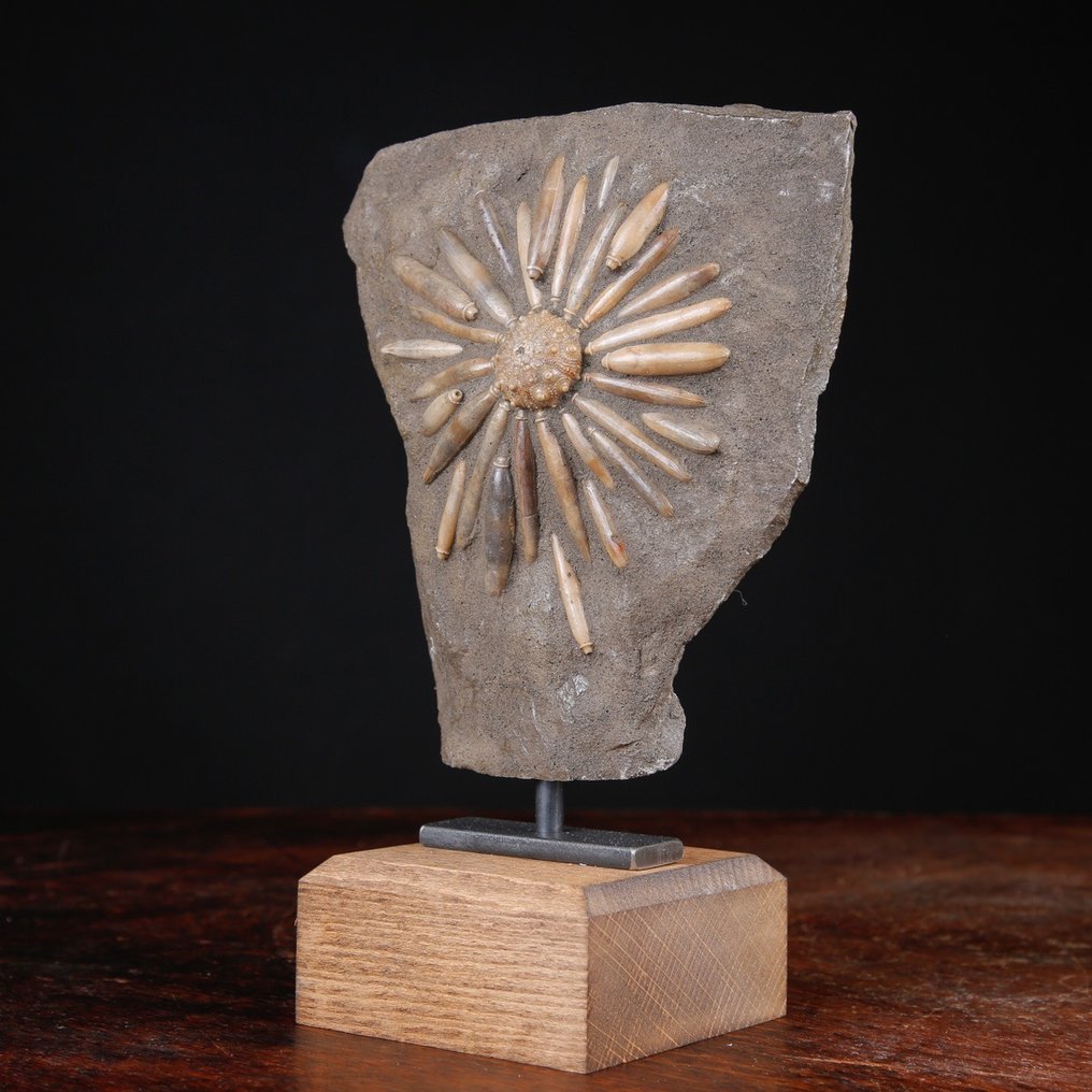 Φυσικό απολίθωμα Echinoide σε μήτρα - Asterocidaris Bistriata - Βάση χειροποίητη από ξύλο και - Ύψος: 206 mm - Πλάτος: 141 mm- 1048 g #2.1