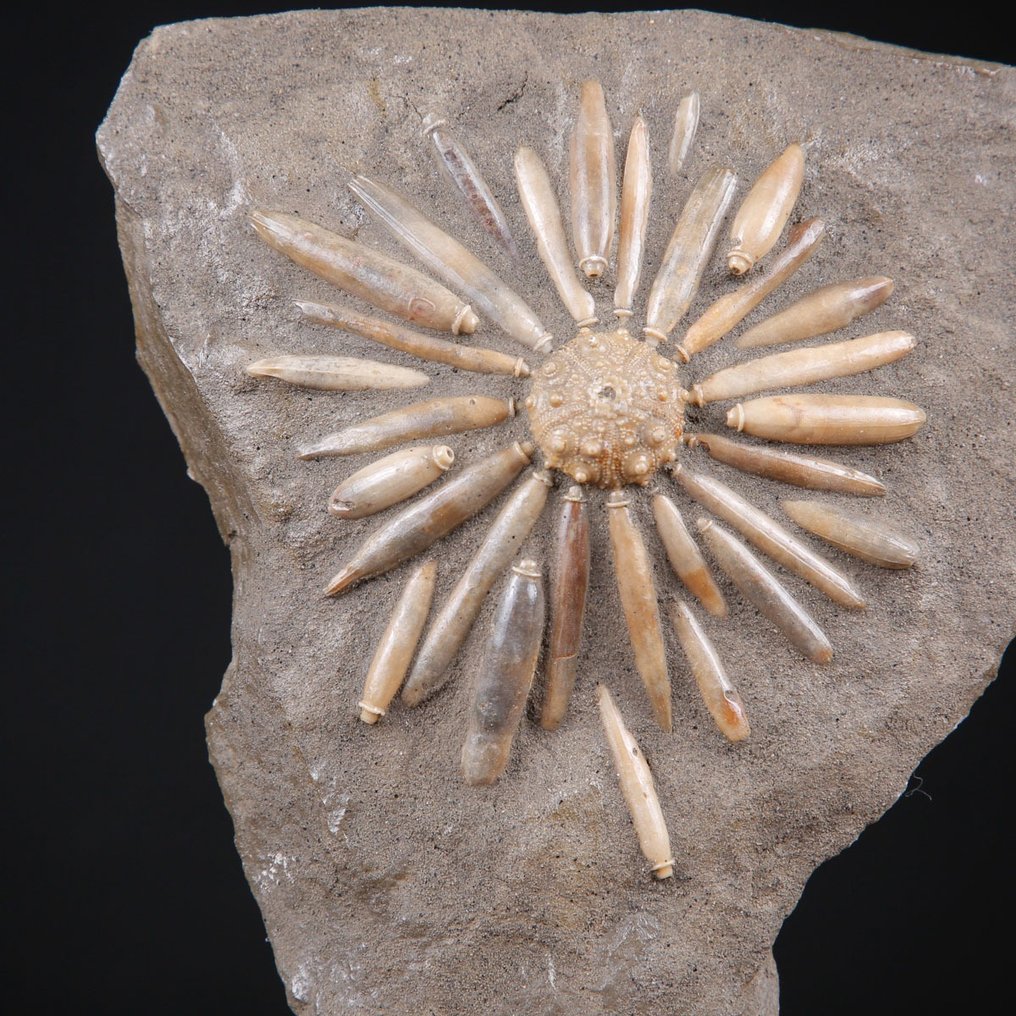 Φυσικό απολίθωμα Echinoide σε μήτρα - Asterocidaris Bistriata - Βάση χειροποίητη από ξύλο και - Ύψος: 206 mm - Πλάτος: 141 mm- 1048 g #1.0