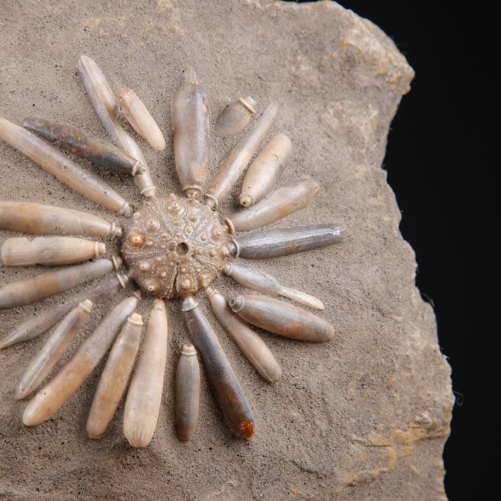 Echinoide fossil på matris - Asterocidaris Bistriata - handgjord bas i trä och smidesjärn - Fossilt skelett - 202 mm - 165 mm #2.1