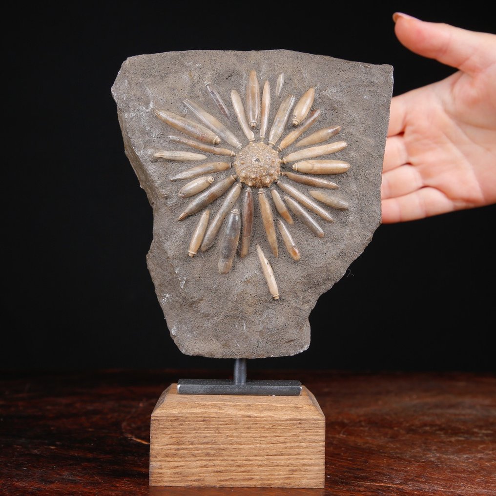 Φυσικό απολίθωμα Echinoide σε μήτρα - Asterocidaris Bistriata - Βάση χειροποίητη από ξύλο και - Ύψος: 206 mm - Πλάτος: 141 mm- 1048 g #1.0