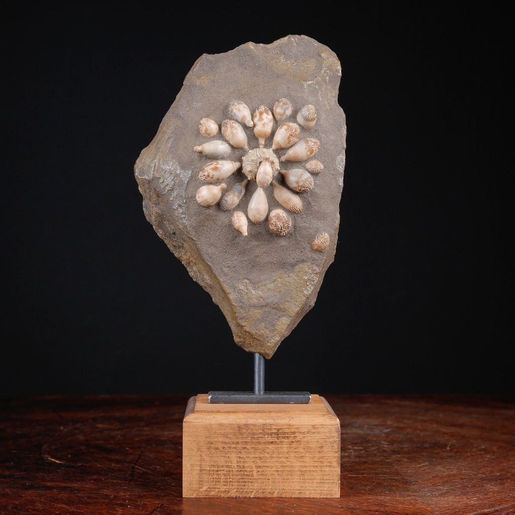 Echinoide απολιθωμένο - Απολιθωμένο κέλυφος - Pseudocidaris Mammosa - 271 mm - 128 mm #1.0