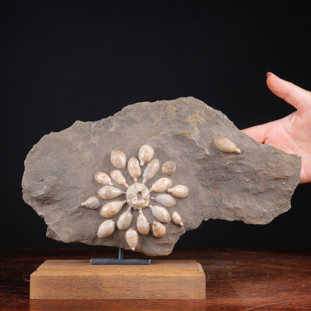 Echinoide απολιθωμένο - Απολιθωμένος σκελετός - Pseudocidaris Mammosa - 198 mm - 284 mm #1.0