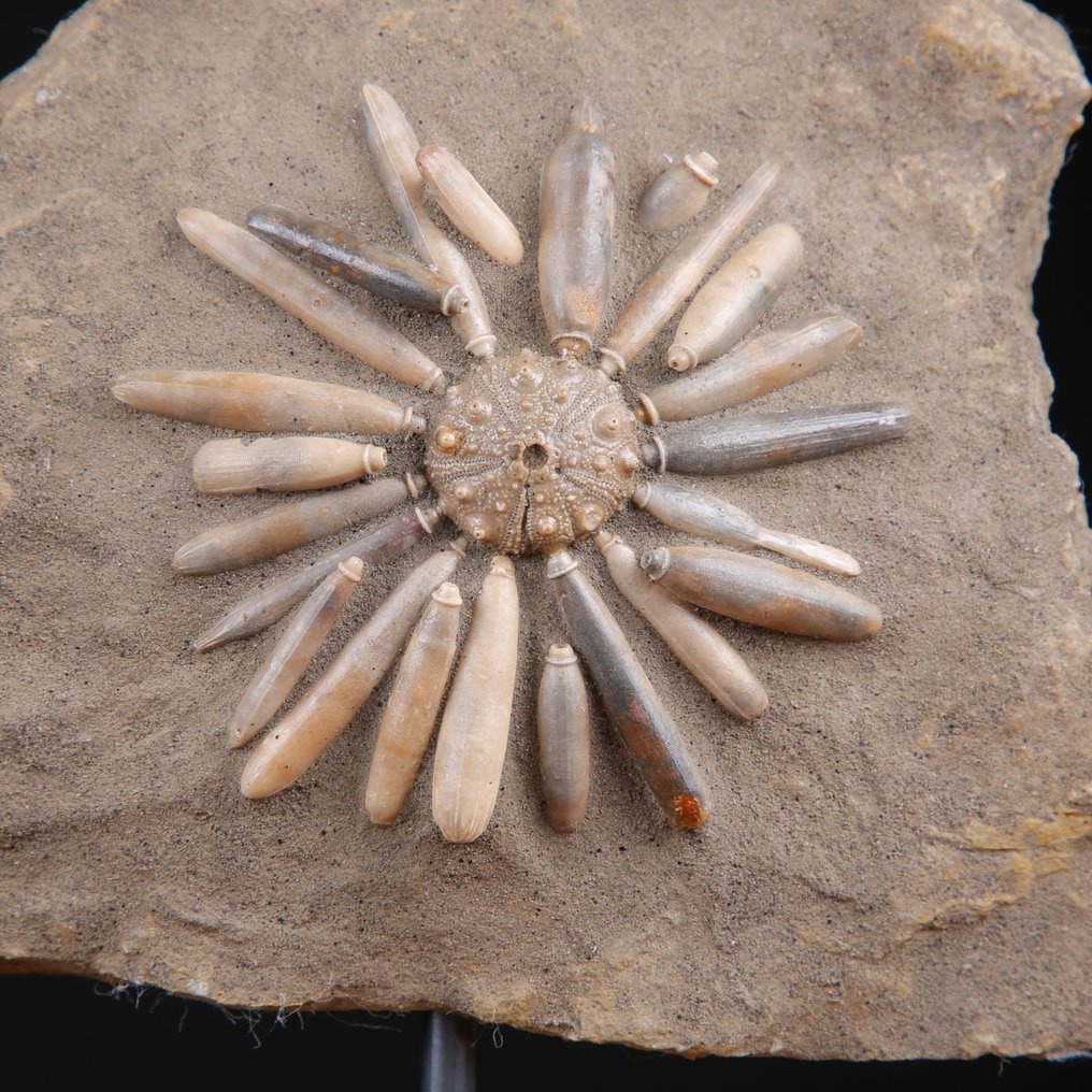 Echinoide fossil på matris - Asterocidaris Bistriata - handgjord bas i trä och smidesjärn - Fossilt skelett - 202 mm - 165 mm #1.0