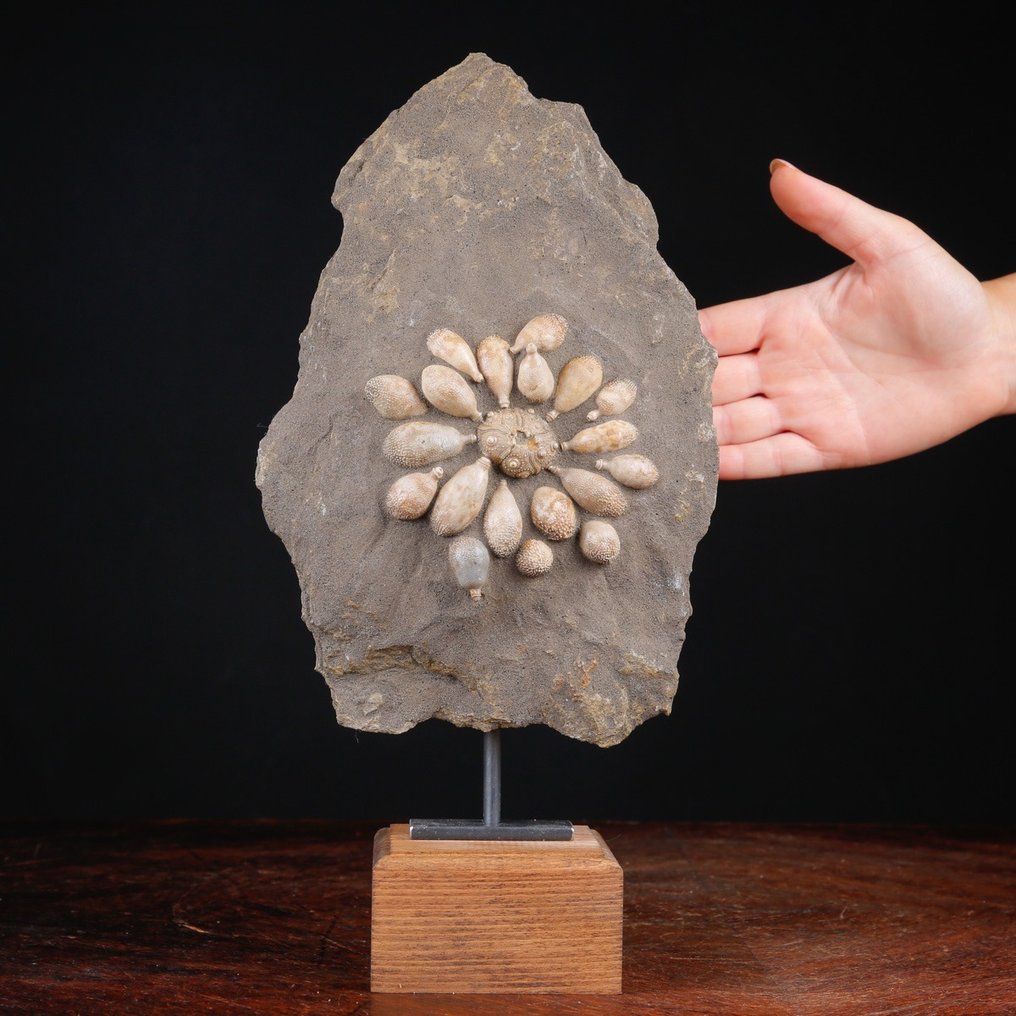 Echinoide Fossile - Natural Fossil Slab - Fossilt skelett - Pseudocidaris Mammosa - 485 Mln. of Years - 337 mm - 172 mm #1.0