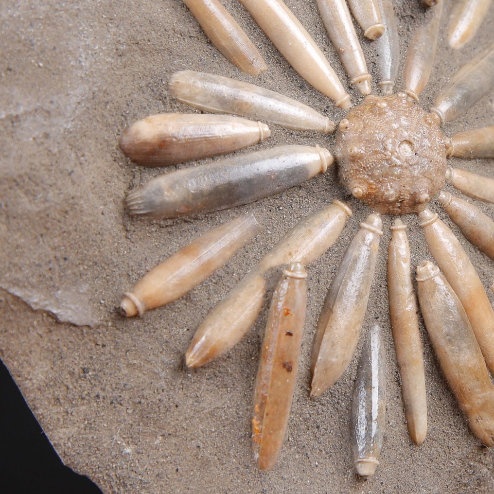 Fossila echinoider på matrix - Fossilt skelett - Asterocidaris Bistriata - Base Artigianale in Legno e Ferro Battuto - 231 mm - 187 mm #4.3