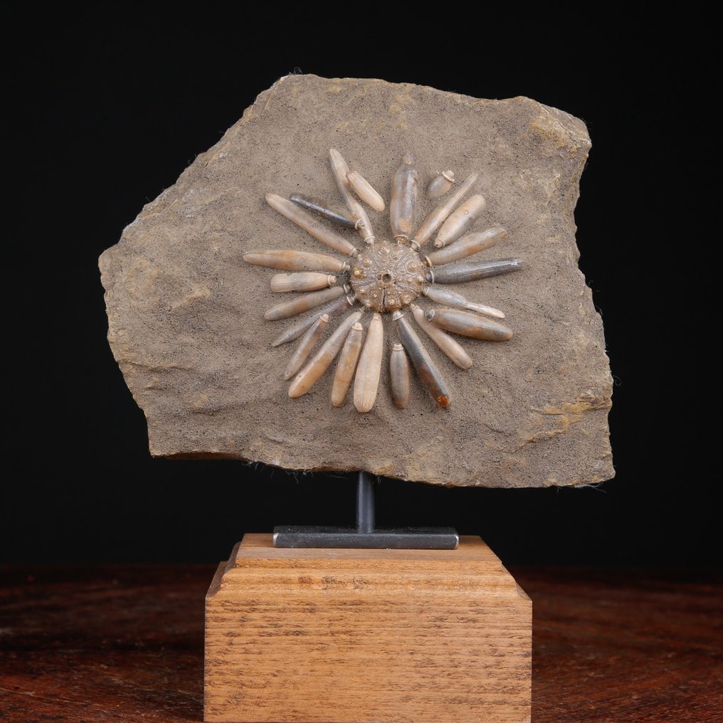 Echinoide fossil på matris - Asterocidaris Bistriata - handgjord bas i trä och smidesjärn - Fossilt skelett - 202 mm - 165 mm #3.2