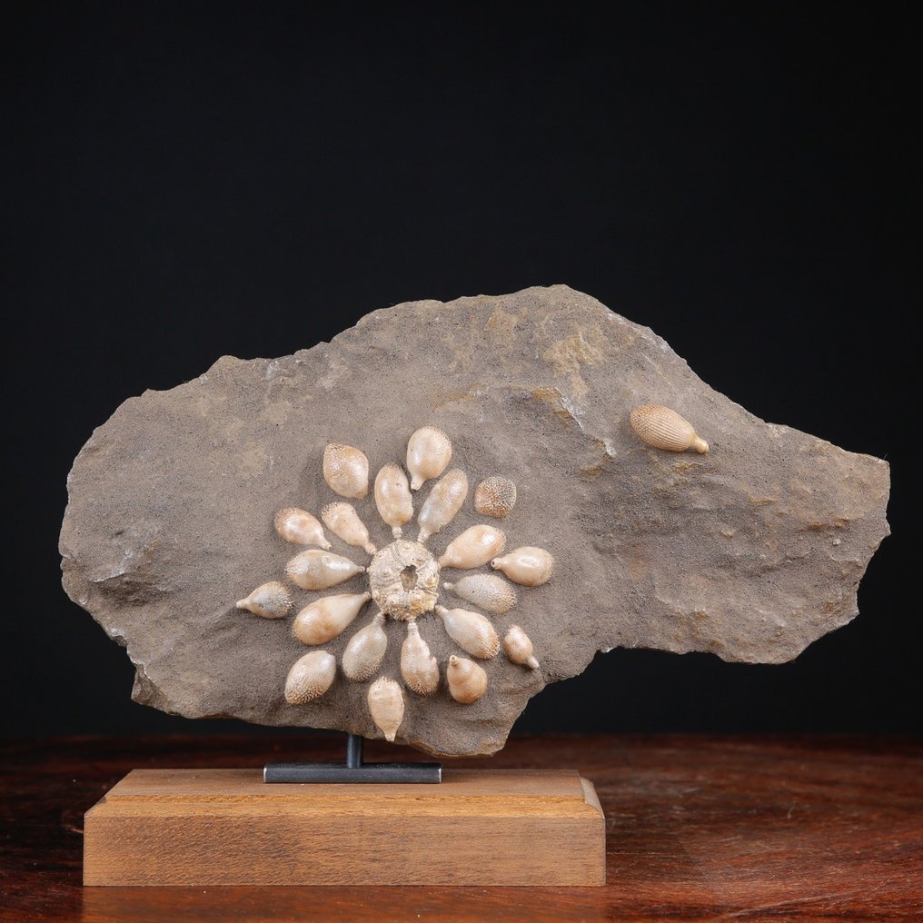 Echinoide απολιθωμένο - Απολιθωμένος σκελετός - Pseudocidaris Mammosa - 198 mm - 284 mm #2.1