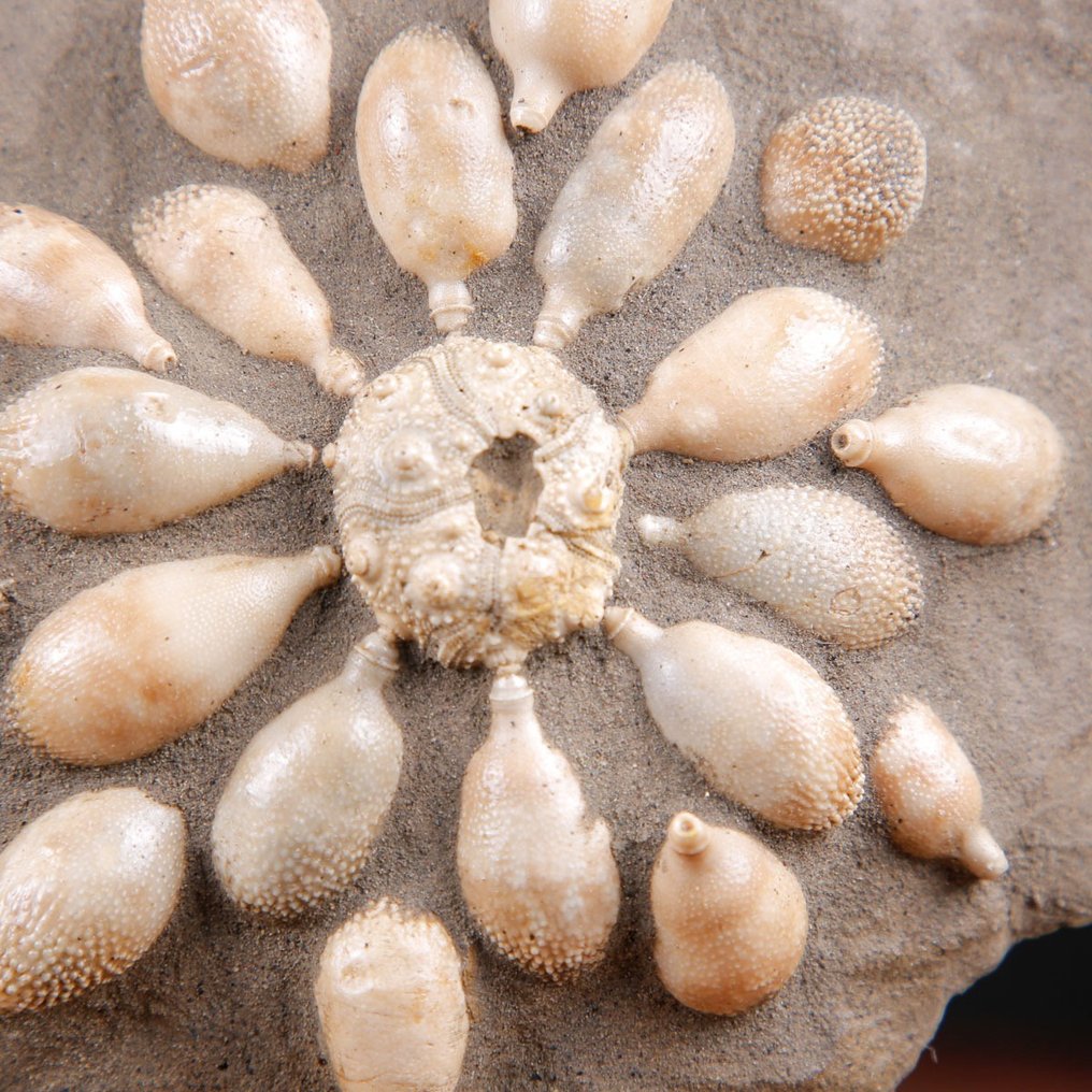 Echinoide απολιθωμένο - Απολιθωμένος σκελετός - Pseudocidaris Mammosa - 198 mm - 284 mm #3.2