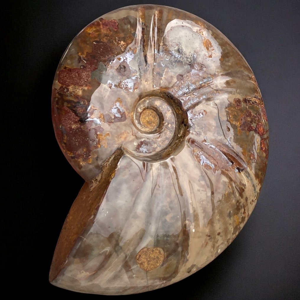 Fossil Ammonite - Cleoniceras - Πρώτη επιλογή. - Απολιθωμένο κέλυφος - Cleoniceras - 180 mm - 145 mm #4.3