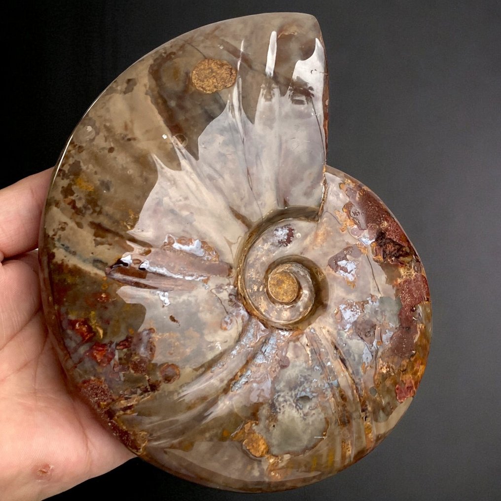 Fossil Ammonite - Cleoniceras - Πρώτη επιλογή. - Απολιθωμένο κέλυφος - Cleoniceras - 180 mm - 145 mm #1.0