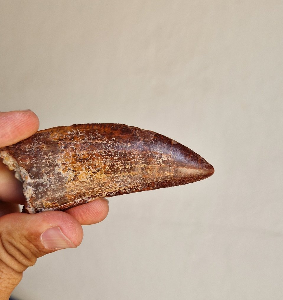 Carcharodontosaur - Fossil tooth - Carcharodontosaurus saharicus - 8 cm - 3.2 cm  (No Reserve Price) #1.1