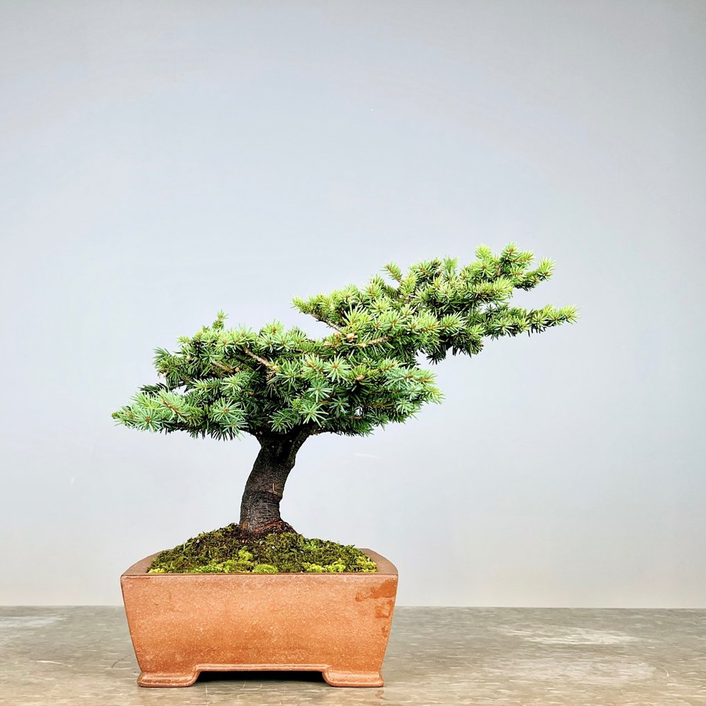 Picea Pungens - Højde (Træ): 35 cm - Dybde (Træ): 40 cm - Tyskland - Bonsai Picea #2.1