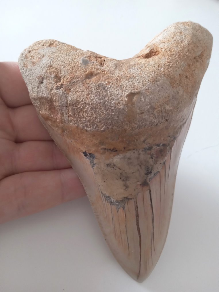 Huge Megalodon tooth 13.8 cm - Fossil tooth - Carcharocles megalodon #1.1