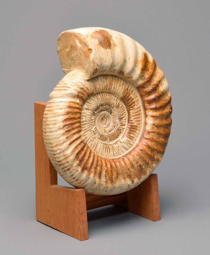 Ammonite - Fossilised animal - Perisphinctes sp. - 25 cm #4.3