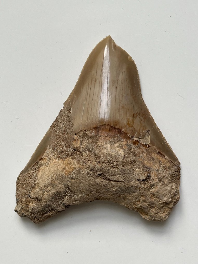 Megalodon Patho dinte 9,0 cm - Dinte fosilă - Carcharocles megalodon  (Fără preț de rezervă) #2.1