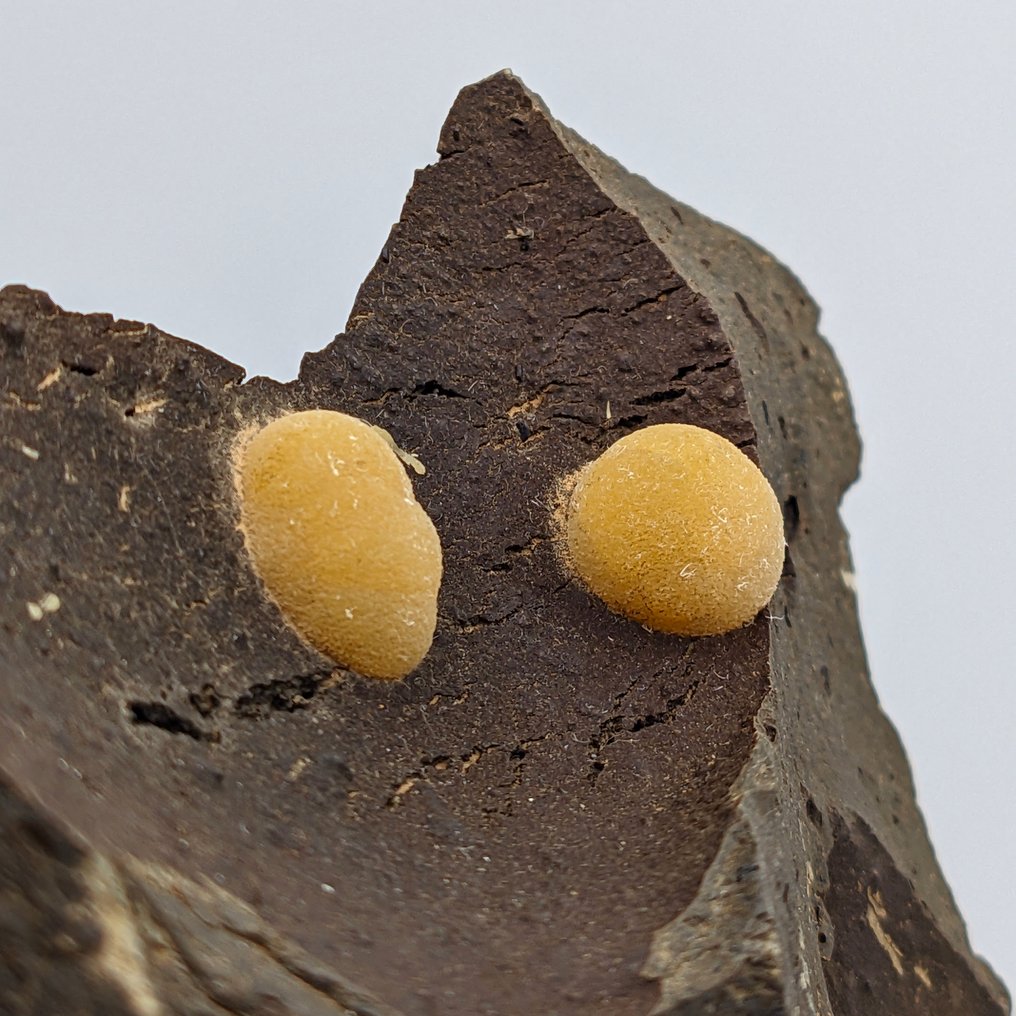 Σφαίρες από ασβεστίτη σε σκοτεινό βασάλτη, σπάνια προέλευση Σαρδηνία. Κρύσταλλοι στη μήτρα - Ύψος: 152 mm - Πλάτος: 94 mm- 470.04 g - (1) #4.3