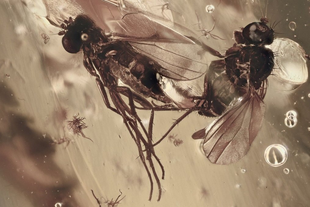 Rare Scene - Copulating Midges - COPULA Mating Dolichopodidae - Baltic Amber Inclusion fossil very - Amber #1.0