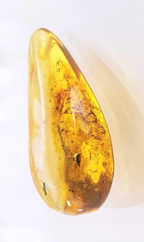AMBERMILANA 4 Psc Natural Fossil Baltic Amber With Guadeloupe