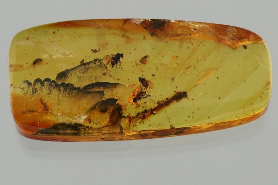 Rare Scene - Copulating Midges - COPULA Mating Dolichopodidae - Baltic Amber Inclusion fossil very - Amber #2.1