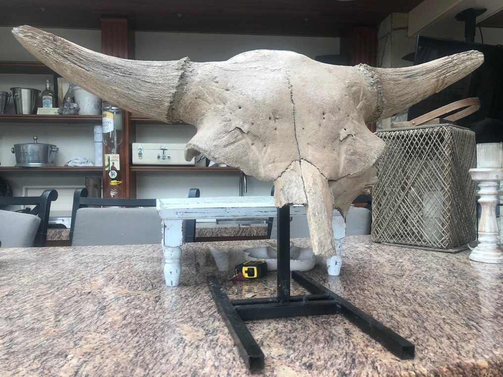 Bisonte - Cranio fossile - Bison priscus - 46 cm - 92 cm #1.0