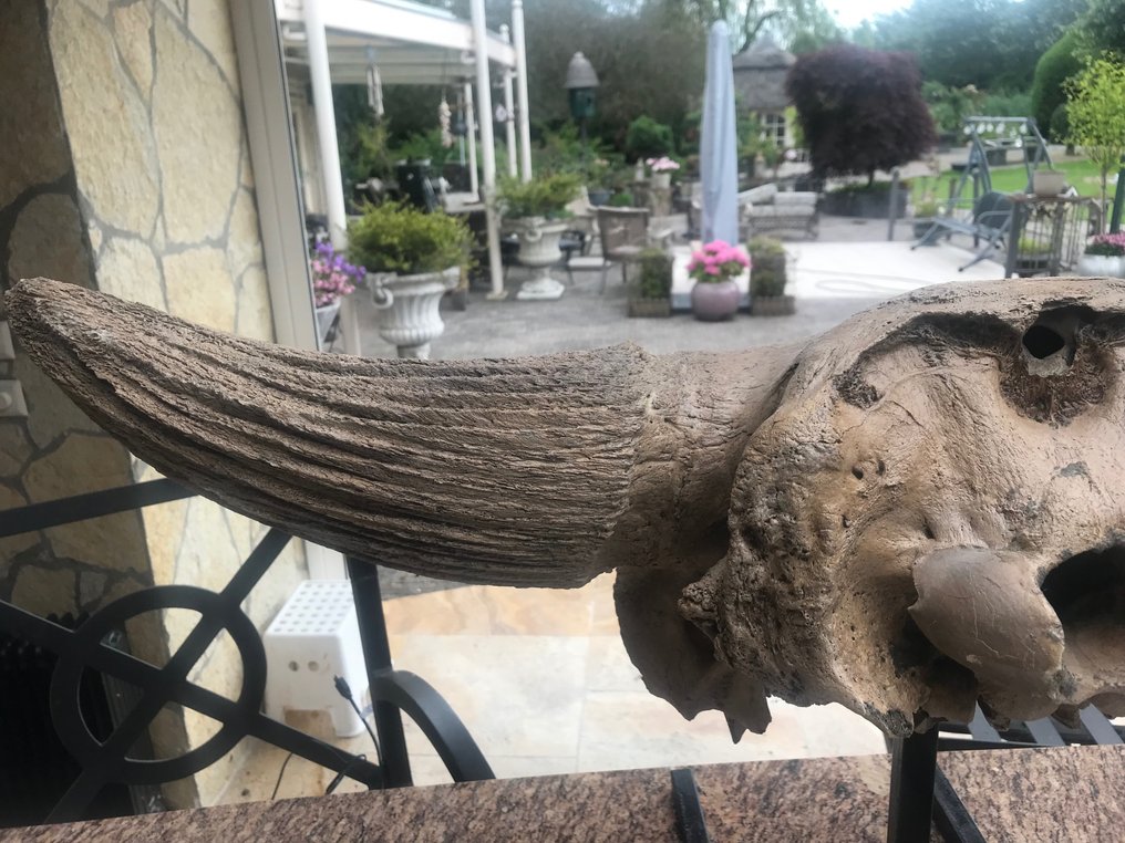 Bisonte - Cranio fossile - Bison priscus - 46 cm - 92 cm #4.3